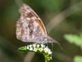 American Snout Butterfly - Libytheana carinenta Royalty Free Stock Photo