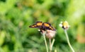 American Snout on flower head