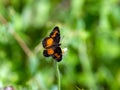 American Snout on flower head