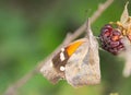 546 American Snout Libytheana carinenta Common Butterfly