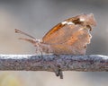 American snout nosed butterfly Royalty Free Stock Photo