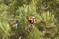 Pinyon cone on pine tree