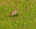 An American sparrow looking for food