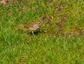 American sparrow walks a spring green grassy lawn