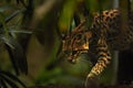 The American spotted cat Leopardus pardalis walking on the branche. Dark background