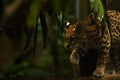 The American spotted cat Leopardus pardalis walking on the branche