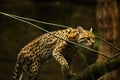 The American spotted cat Leopardus pardalis walking on the branche