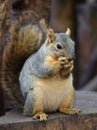 American squirrel Royalty Free Stock Photo