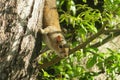 American squirrel on tree in Florida wild, closeup