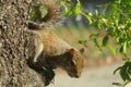 American squirrel on tree in Florida wild, closeup