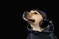 American staff terrier dog and music Royalty Free Stock Photo