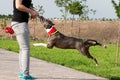 American Stafford Terrier dog playing tug of war Royalty Free Stock Photo