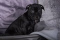 American Staffordshire Bull Terrier dog puppy is in a suitcase on gray background Royalty Free Stock Photo