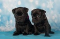 American Staffordshire Bull Terrier dogs puppies on blue background Royalty Free Stock Photo