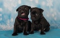 American Staffordshire Bull Terrier dogs puppies on blue background Royalty Free Stock Photo