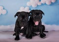 Two American Staffordshire Bull Terrier dogs puppies on blue background Royalty Free Stock Photo