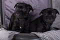 American Staffordshire Bull Terrier dogs puppies in a suitcase on gray background Royalty Free Stock Photo