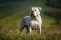 American Staffordshire bull terrier standing in the field. Selective focus. AI Generated Royalty Free Stock Photo