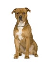 American Staffordshire terrier (2 years) Royalty Free Stock Photo