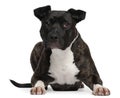 American Staffordshire Terrier, 2 years old Royalty Free Stock Photo