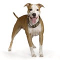 American Staffordshire terrier Royalty Free Stock Photo