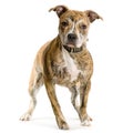 American Staffordshire terrier