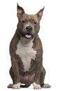 American Staffordshire Terrier, 25 months old Royalty Free Stock Photo