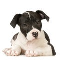 American Staffordshire terrier Royalty Free Stock Photo