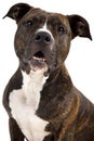 American staffordshire terrier Royalty Free Stock Photo