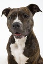 American staffordshire terrier