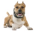American Staffordshire Terrier, 5 years old, lying Royalty Free Stock Photo