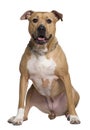 American Staffordshire terrier, 6 years old Royalty Free Stock Photo