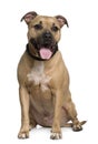 American Staffordshire terrier, 6 years old Royalty Free Stock Photo