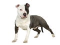 American Staffordshire terrier (7 months) Royalty Free Stock Photo