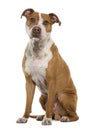 American Staffordshire terrier, 9 years old Royalty Free Stock Photo