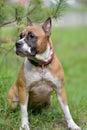 American Staffordshire Terrier Royalty Free Stock Photo