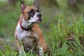 American Staffordshire Terrier Royalty Free Stock Photo