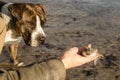 American Staffordshire Terrier or the Amstaff dog, female, stands in the sea and looks at the fish Royalty Free Stock Photo