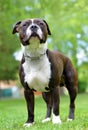 American staffordshire terrier or amstaff or stafford. Royalty Free Stock Photo