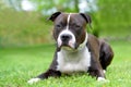 American staffordshire terrier or amstaff or stafford.