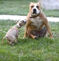 american staffordshire terrier, and puppy playing Royalty Free Stock Photo