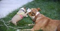 american staffordshire terrier, and puppy playing Royalty Free Stock Photo