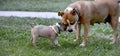 american staffordshire terrier, and puppy playing Royalty Free Stock Photo