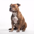 American Staffordshire Terrier breed dog isolated on a clean white background Royalty Free Stock Photo
