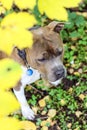 American Staffordshire Terrier brindle with white patches. Focuses amstaff in yellow foliage. Autumn photo portrait Royalty Free Stock Photo