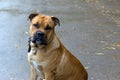 American Staffordshire Terrier. Close up portrait.