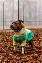 American Staffordshire Terrier in clothes stands in fallen leaves. Attentive amstaff concentrations. autumn photo