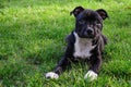 American staffordshire terrier. Cute pure bread puppy on the green ground.