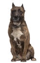 American Staffordshire Terrier dog, 12 years Royalty Free Stock Photo