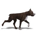 American Staffordshire Terrier Dog. 3D rendering Royalty Free Stock Photo